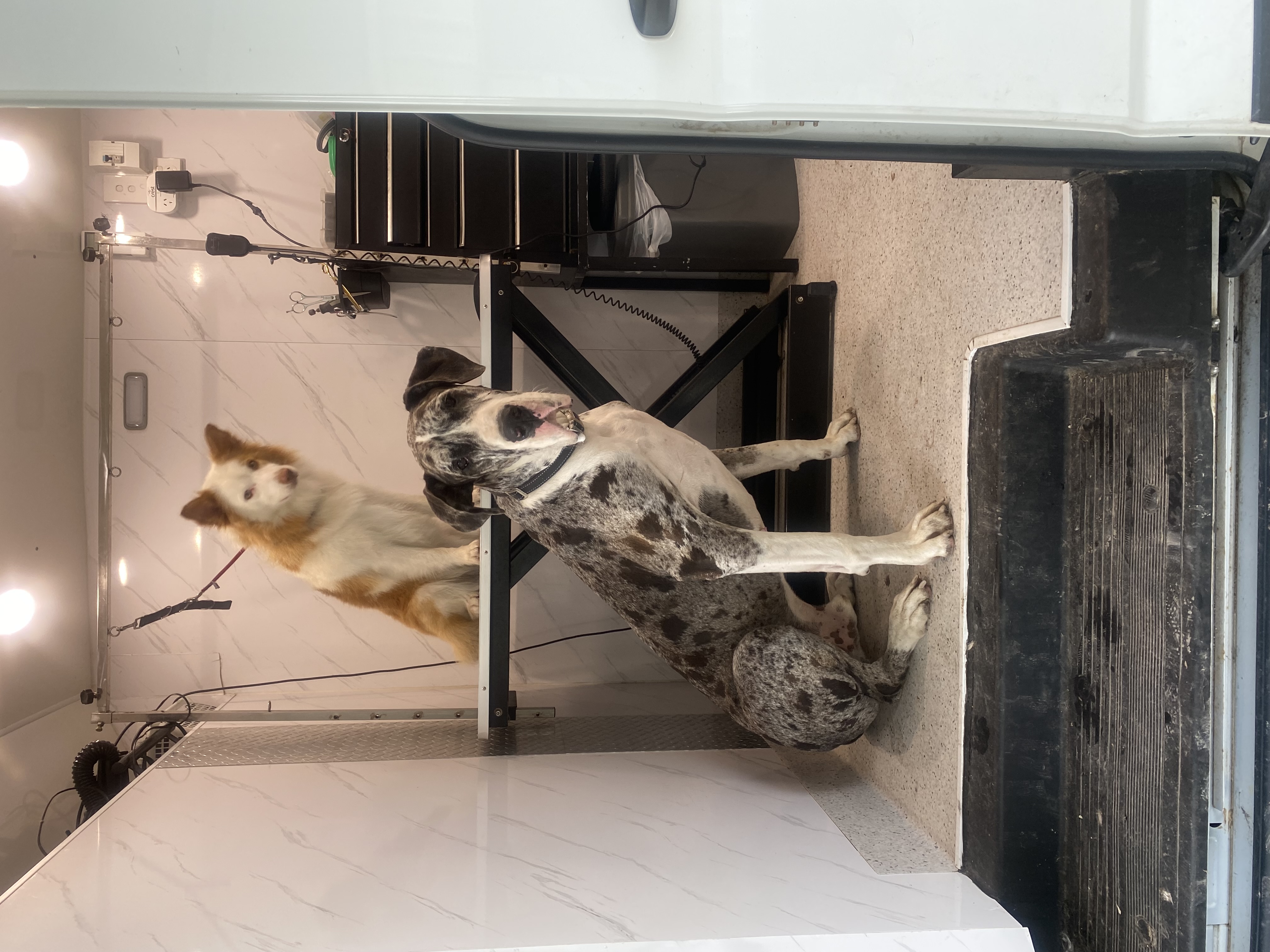 POOCH PARLOUR MOBILE DOG GROOMING  - image 5