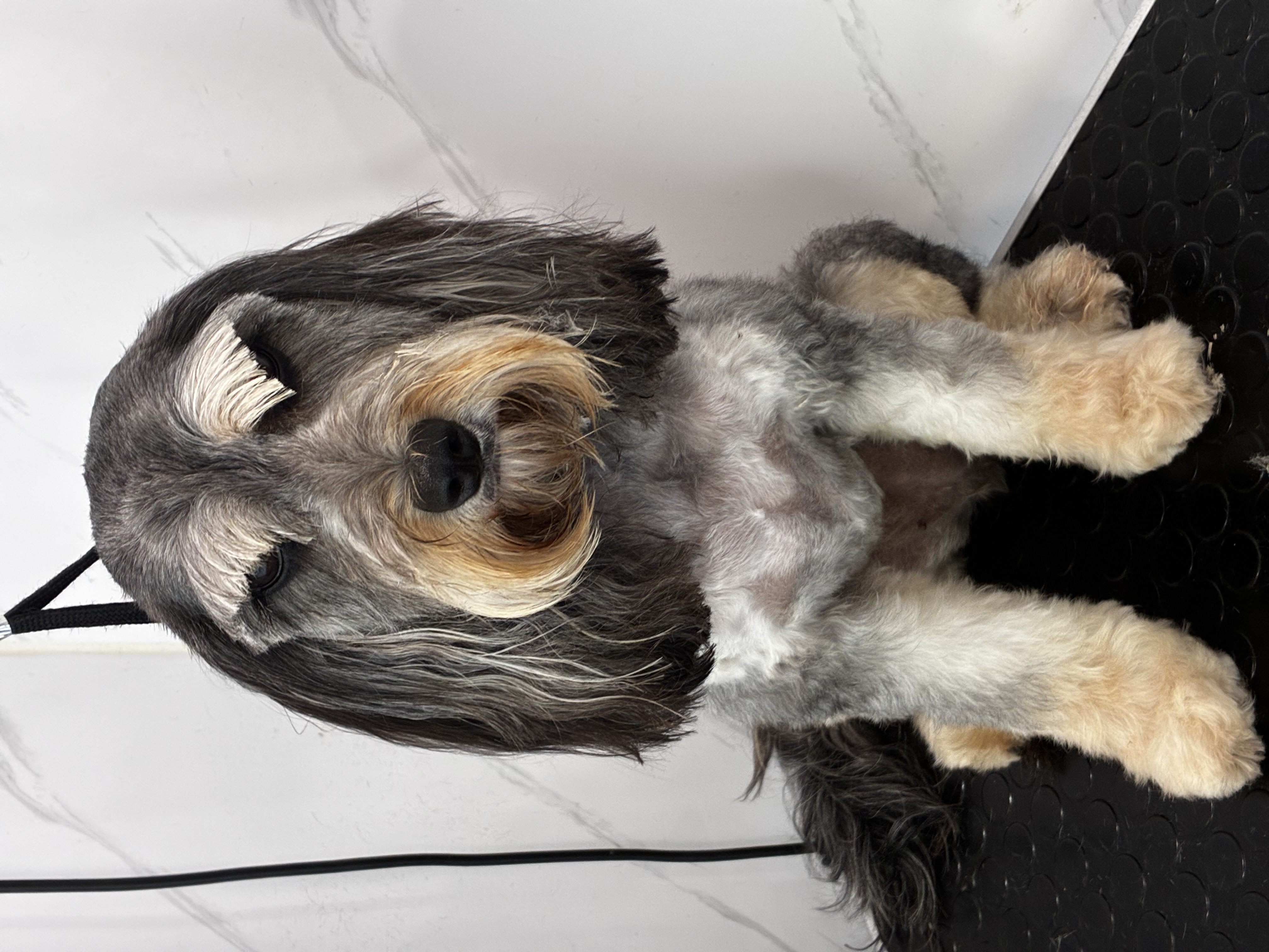 POOCH PARLOUR MOBILE DOG GROOMING  - image 5